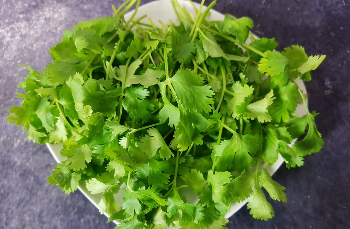 Coriander-_20230318-194720_1